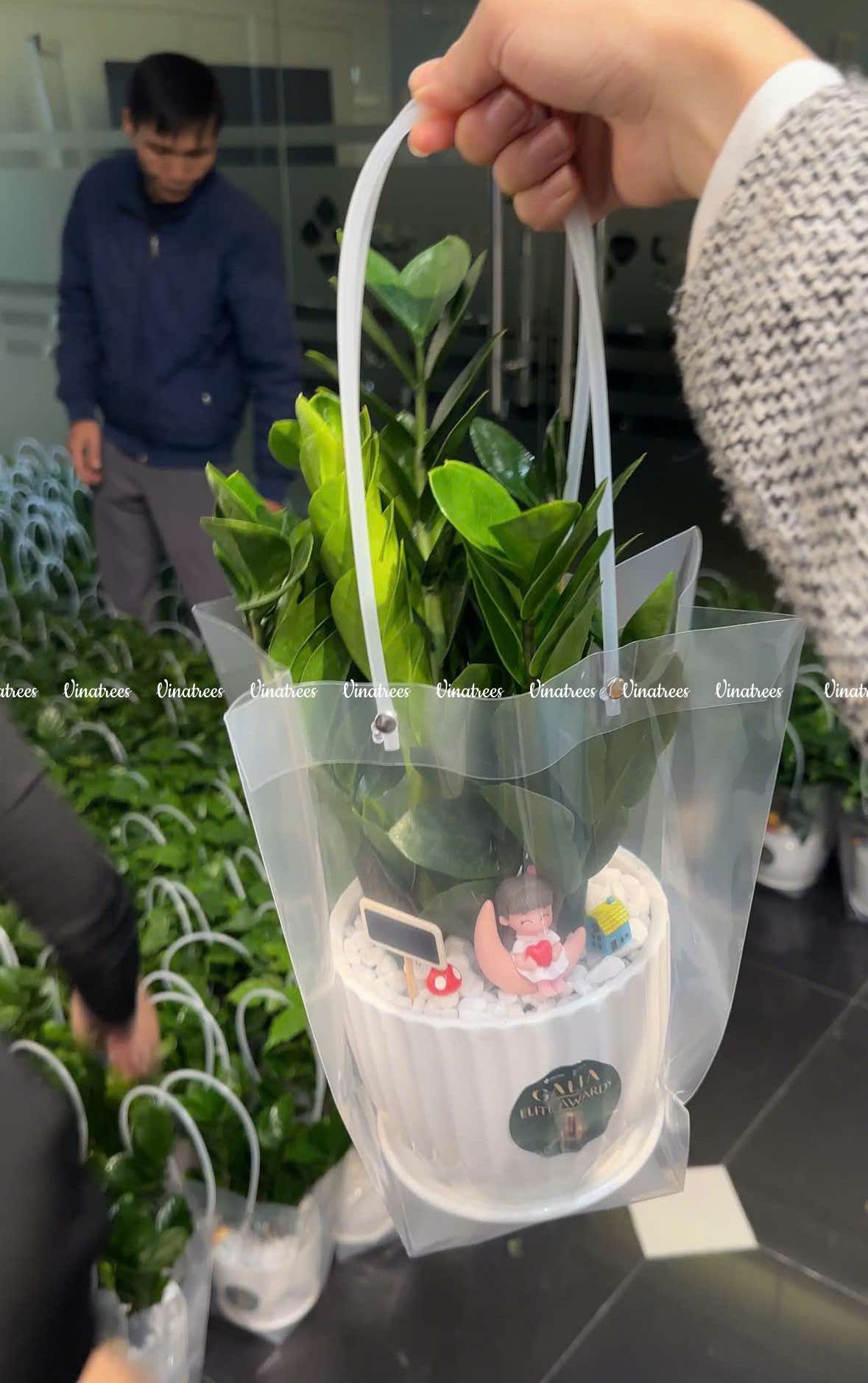 Giá một chậu cây kim tiền để bàn tại Vinatrees